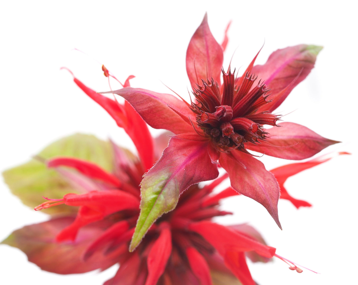 Soin Anti-Âge Estomac